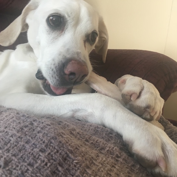 Meet your Posher, Misty - Picture 13 of 16